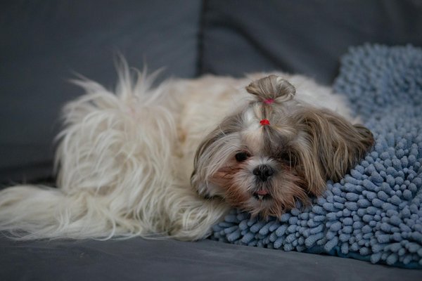 Ultimate guide to curbing feather plucking in parrots: proven techniques for happy, healthy birds