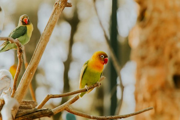 Effective Strategies for Introducing a New Litter to Cats with Litter Box Aversion