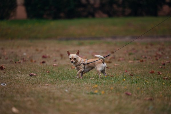 Careful encounters: key strategies for safely engaging with seal pups on uk beaches to reduce distress