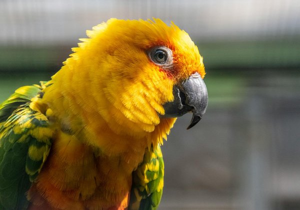 Effective strategies for successfully rehabilitating rescue foxes in uk suburban environments