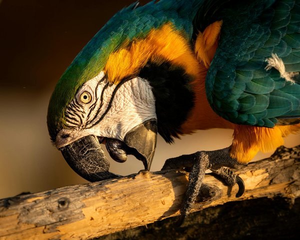 Effective Strategies for Managing Your Cat"s Nighttime Hyperactivity and Ensuring Peaceful Sleep